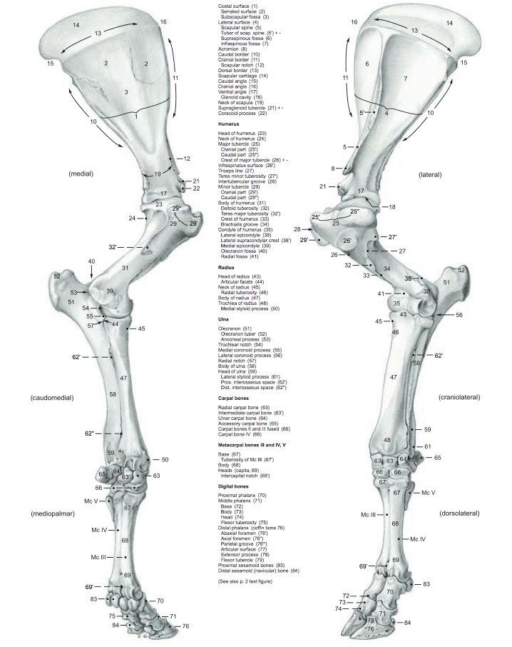 Bovine thoracic limb skeleton.png