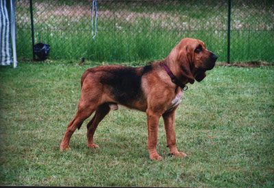 WikiVet Article: Bloodhound