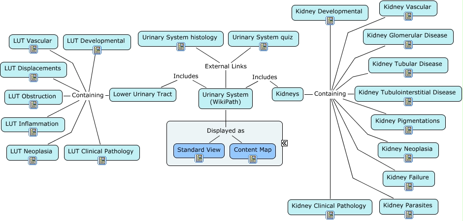 WikiPath Urinary System Content Map.jpg