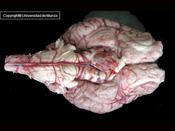Equine Brain Anatomy (Ventral).jpg