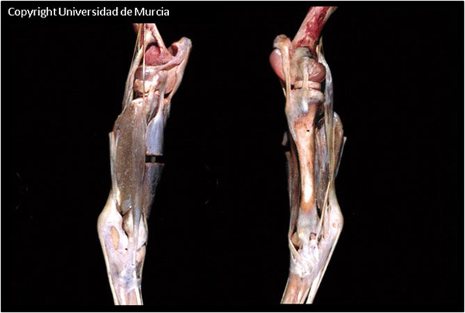Equine Pelvic Limb Dissection Anatomy.jpg