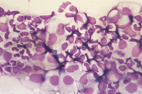 Cytology 15.jpg