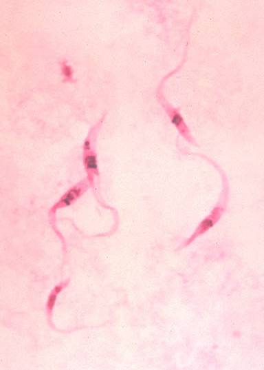 Trypanosoma logo.jpg