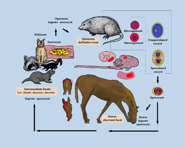 Equine Protozoal Myeloencephalitis life cycle.jpg