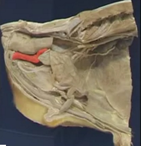 Lateral view of the pelvic cavity and reproductive tract of the cow potcast.jpg