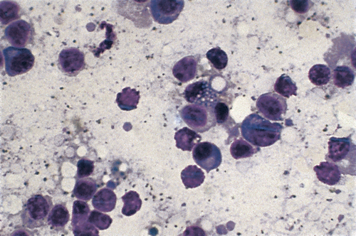 Cytology 08b.jpg