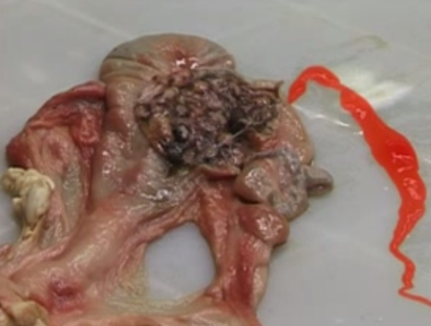 Ovine uterus in early pregnancy dissection.jpg