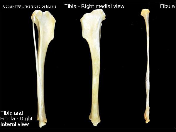 Canine tibia and fibula.JPG