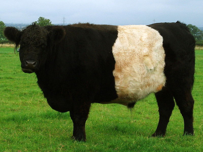 WikiVet Article: Belted Galloway