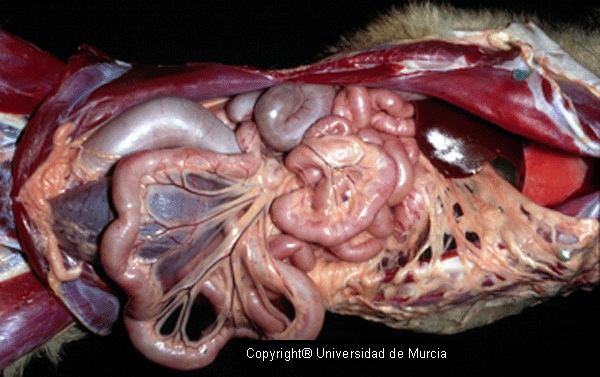 Canine abdomen dissection 3.jpg