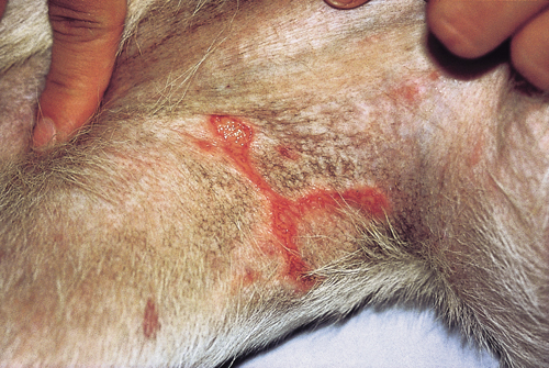 Small Animal Dermatology Q&A 06.jpg