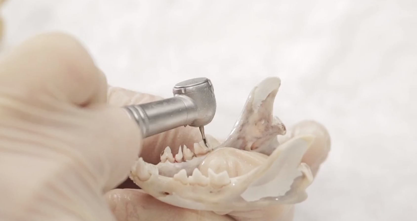 CAT model part 3.jpg