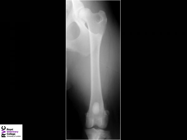 Canine cr-ca femur radiograph.jpg