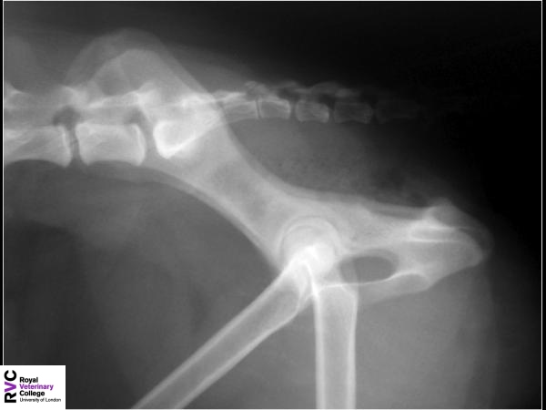 Canine lateral pelvic radiograph.jpg