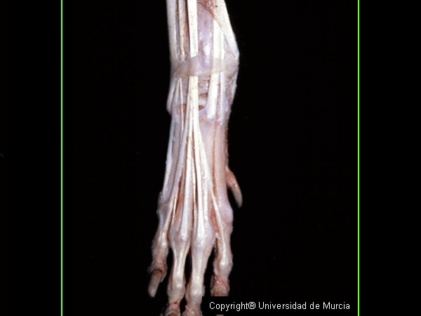 Canine thoracic limb dissection 5.jpg