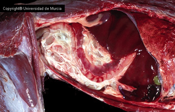 Canine abdomen dissection 4.jpg