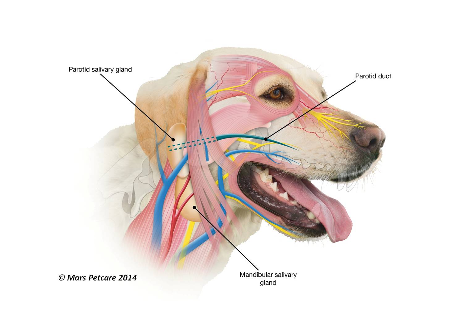 Dog salivary glands