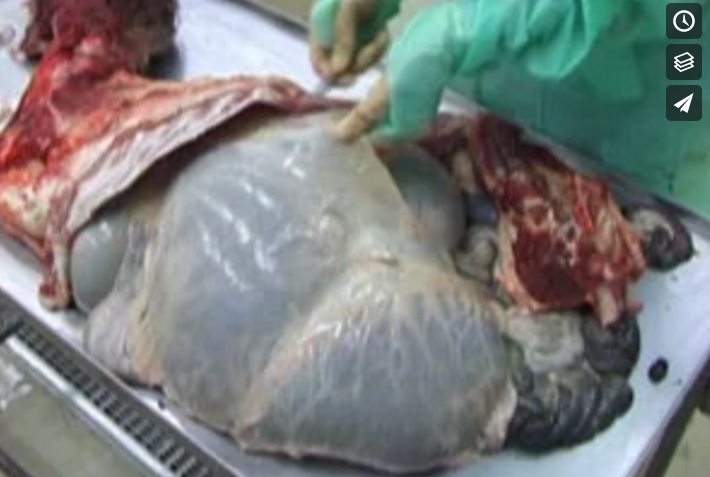 Ovine left-sided abdominal and thoracic dissection.jpg