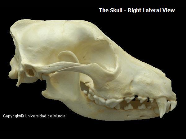 Canine lateral skull 2.JPG