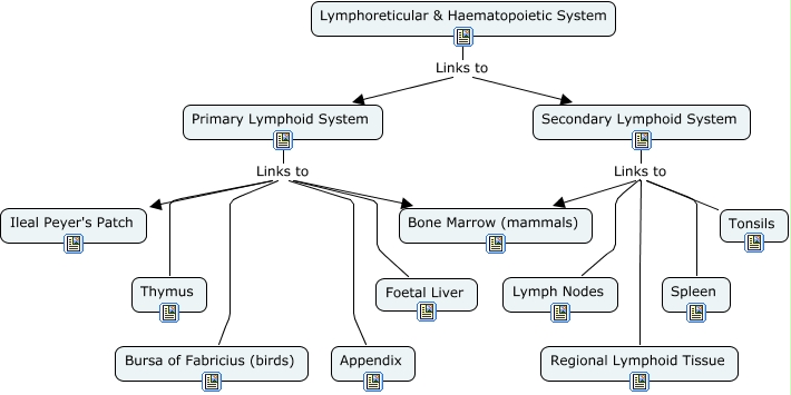 Lymphoreticular & Haematopoietic System Pathology