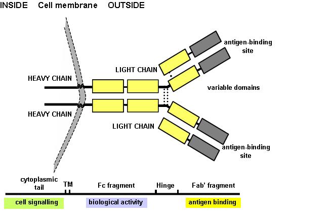 File:Antibody structure.jpg