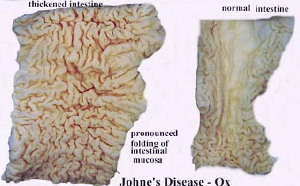 File:Johnes disease comparative.jpg