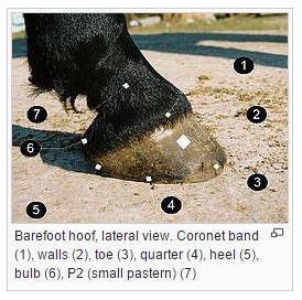 Lateral view horse foot.jpg