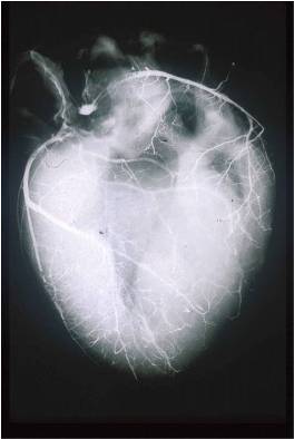 Heart logo.jpg