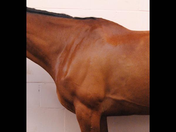Equine Shoulder Anatomy.jpg