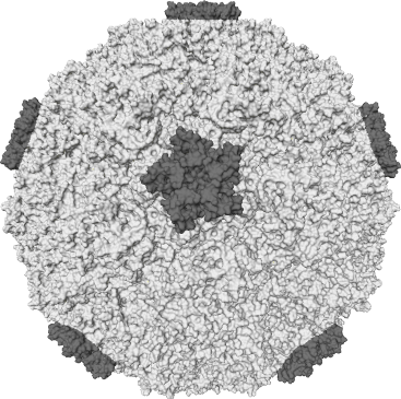 Rhinovirus logo.png