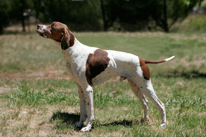 WikiVet Article: Pointer