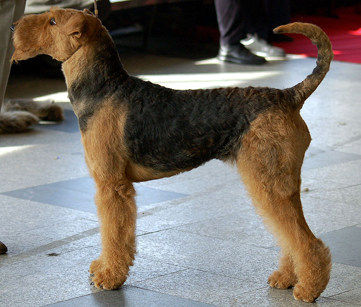 WikiVet Article: Airedale terrier