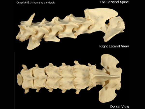 Canine cervical spine.jpg