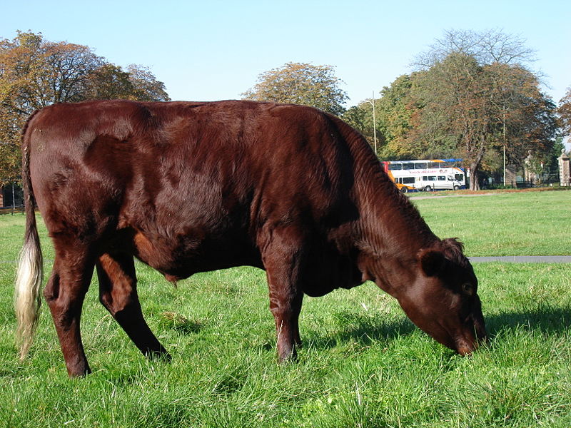 WikiVet Article: Red Poll