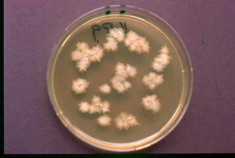 Microsporum canis dysgonic at 3 weeksCopyright Professor Andrew N. Rycroft, BSc, PHD, C. Biol.F.I.Biol., FRCPath