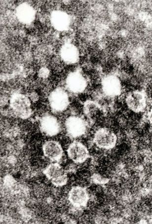 Parvovirus logo.jpg