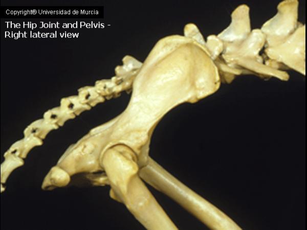 Canine Right lat pelvis.jpg