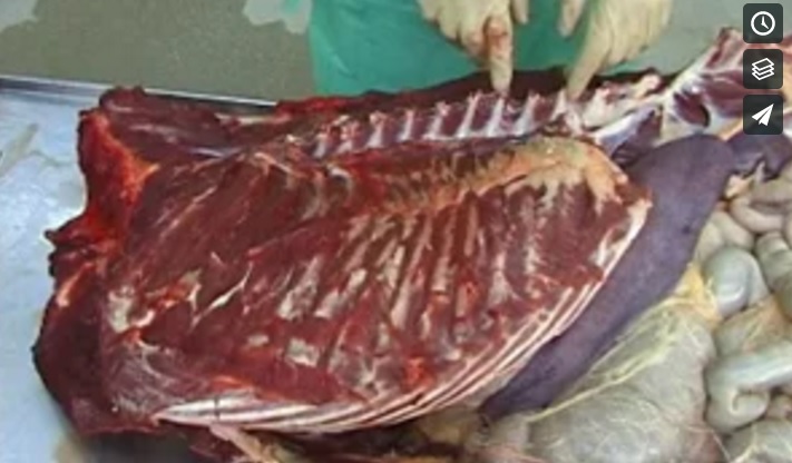 Equine thoracic cavity dissection.jpg