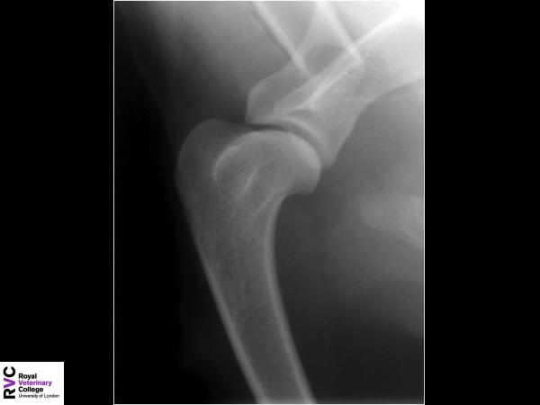 Canine shoulder radiograph - lateral.jpg