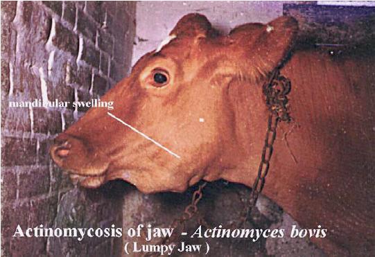 File:Lumpy jaw presentation.jpg