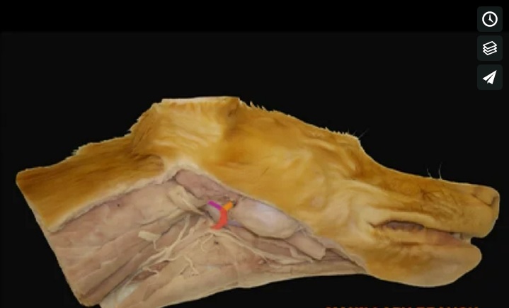 Lateral surface of the head of the dog potcast 3.jpg