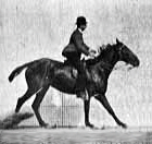 Jumping horse - Wikimedia Commons 2008