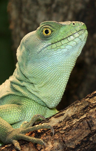 Lizard closeup crop.jpg