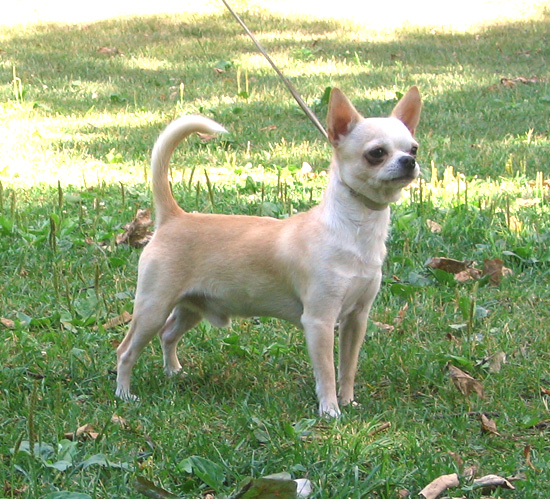 WikiVet Article: Chihuahua