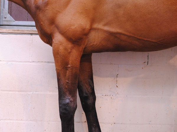 Equine Antebrachium Anatomy.jpg