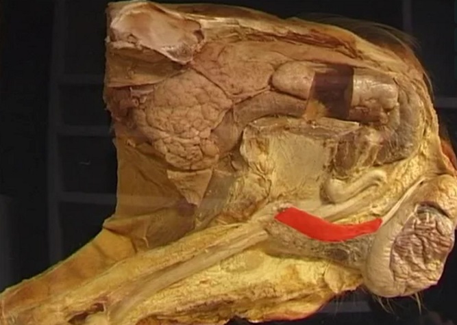 Reproductive tract of the boar.jpg