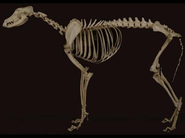Dog skeleton.jpg