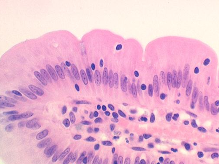 Introduction to Histology.png