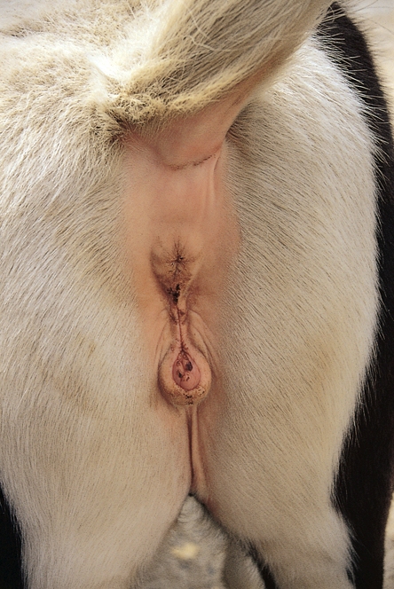 This mare is exhibiting eversion of the vulvar lips and exposure of the cli...