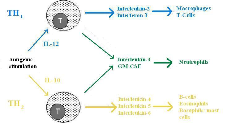 File:TH function.jpg